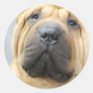Shar Pei with Wrinkles Stickers