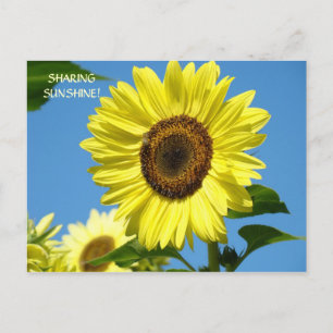 SHARING SUNSHINE Sunflower Post Cards Sun Flowers
