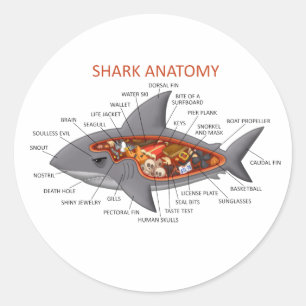 Shark Anatomy Classic Round Sticker