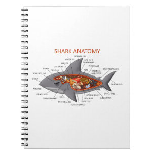 Shark Anatomy Notebook