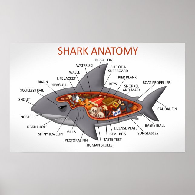 Shark Anatomy Poster (Front)