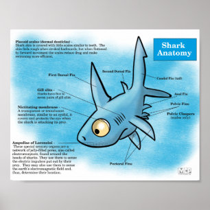 Shark Anatomy Print