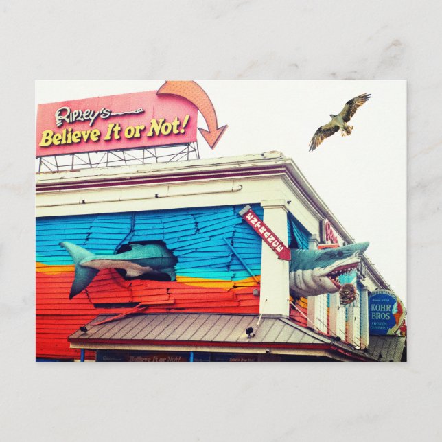 Shark and Osprey Postcard (Front)