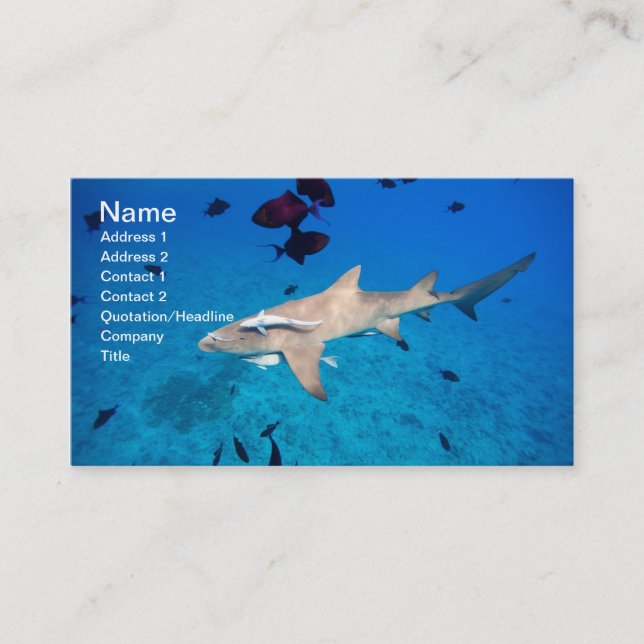 Shark Business Card (Front)