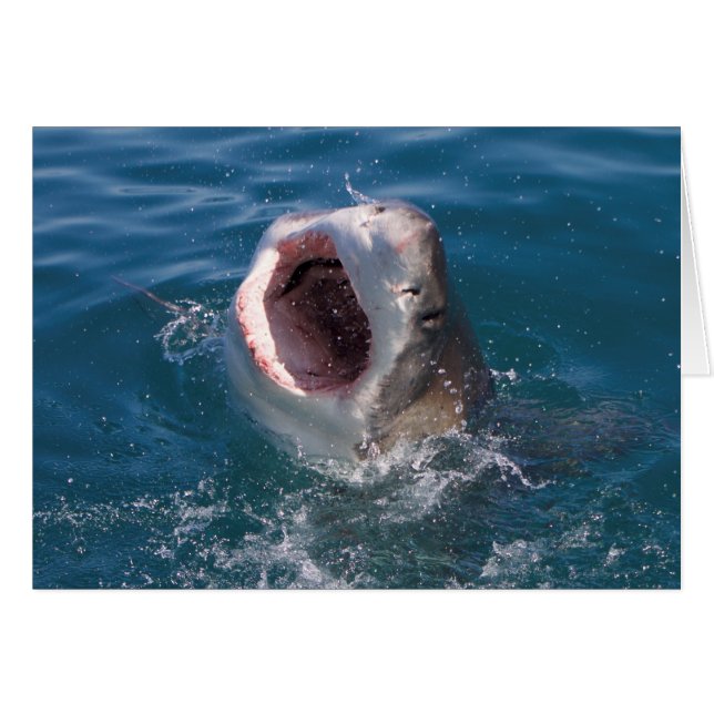 Shark Card (Front Horizontal)