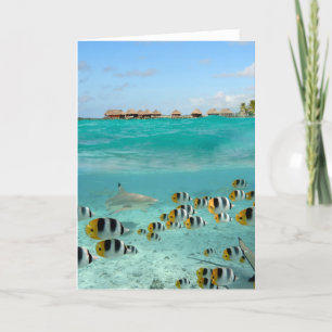 Shark chasing butterfly fish greeting card