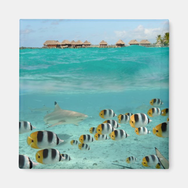 Shark chasing fishes in Bora Bora lagoon magnet (Front)