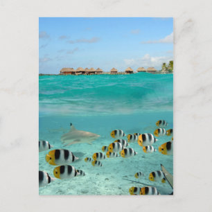 Shark chasing fishes in Bora Bora lagoon postcard