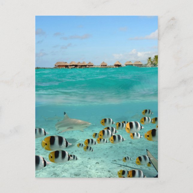 Shark chasing fishes in Bora Bora lagoon postcard (Front)
