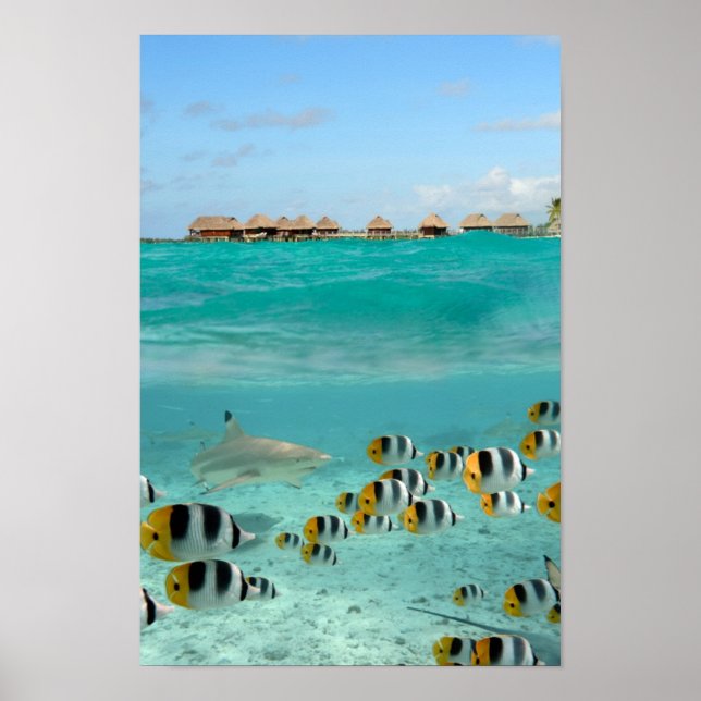Shark chasing fishes in Bora Bora lagoon poster (Front)