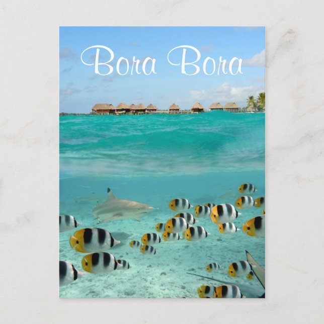 Shark chasing fishes in Bora Bora text postcard (Front)