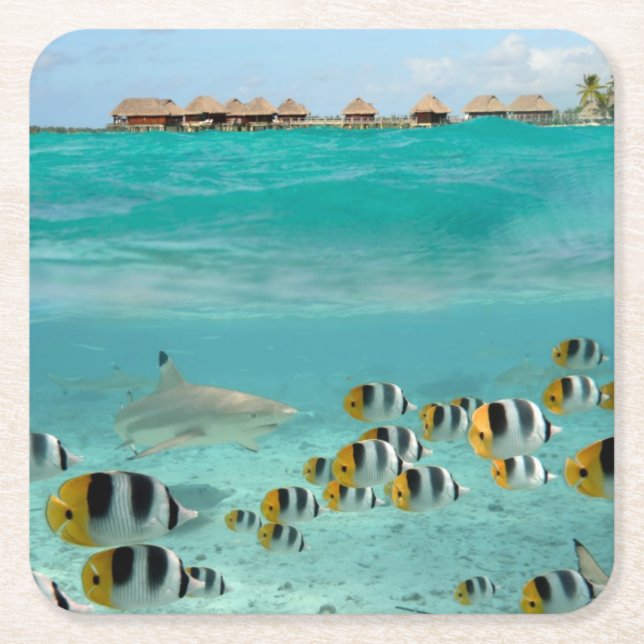 Shark chasing fishes in the Bora Bora sea coaster (Front)