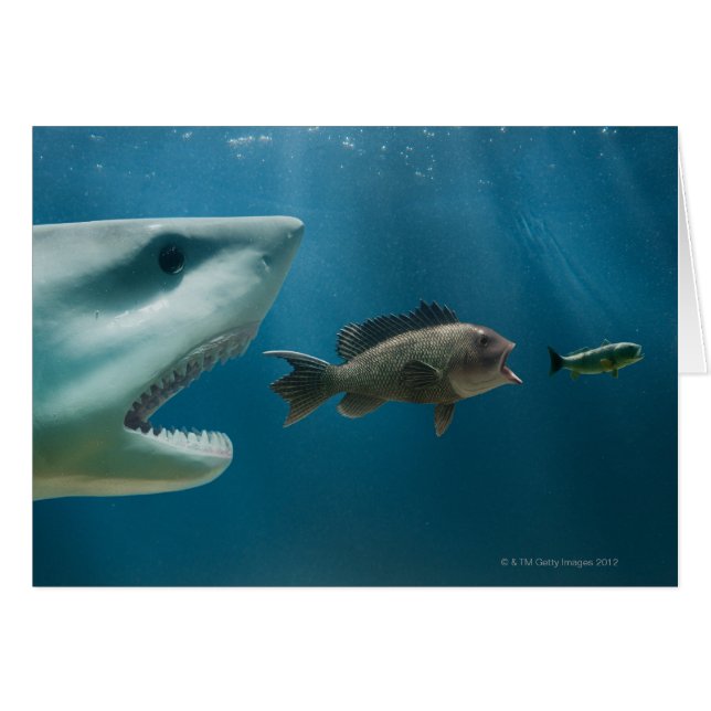 Shark chasing sea bass chasing juvenile (Front Horizontal)