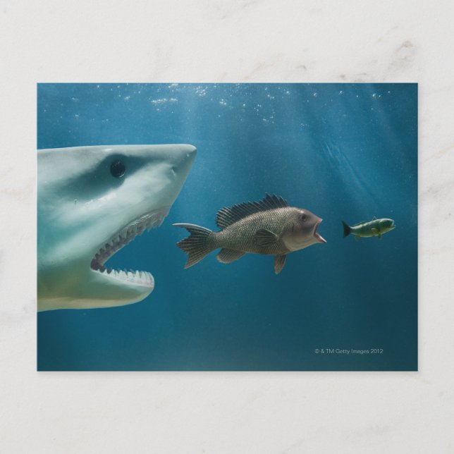 Shark chasing sea bass chasing juvenile postcard (Front)