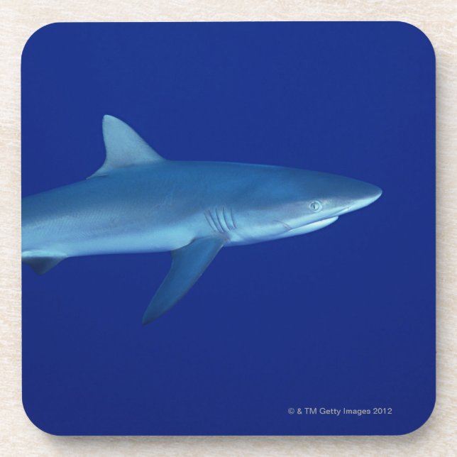 Shark Coaster (Front)