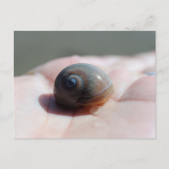 Shark eye Snail Postcard postcrossing (Front)