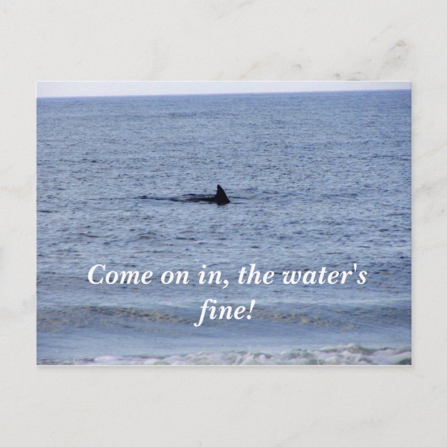 shark fin Postcard (Front)