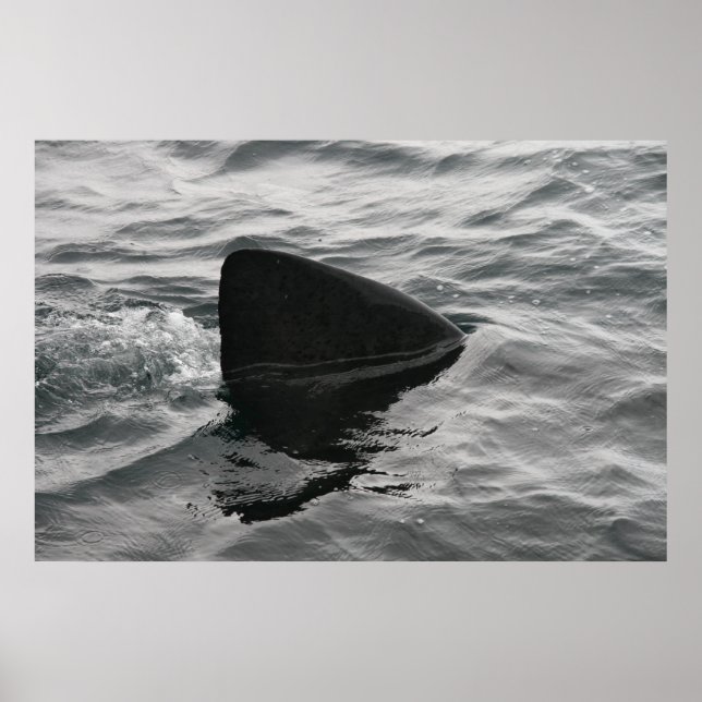 Shark Fin Poster (Front)