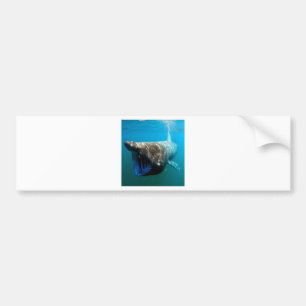Shark Fish Ocean Tropical Ocean Destiny Gifts Bumper Sticker