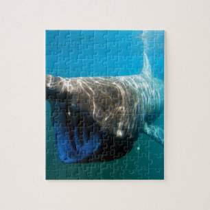 Shark Fish Ocean Tropical Ocean Destiny Gifts Jigsaw Puzzle