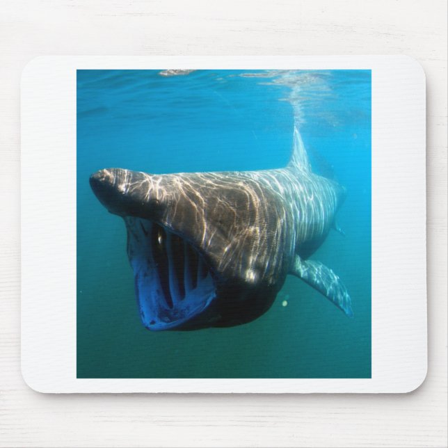 Shark Fish Ocean Tropical Ocean Destiny Gifts Mouse Mat (Front)