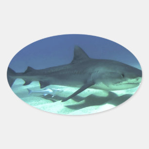 Shark Fish Ocean Tropical Ocean Destiny Gifts Oval Sticker