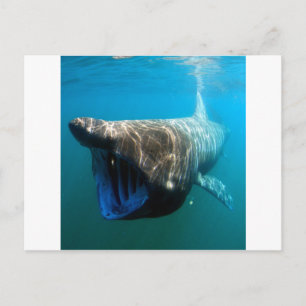 Shark Fish Ocean Tropical Ocean Destiny Gifts Postcard