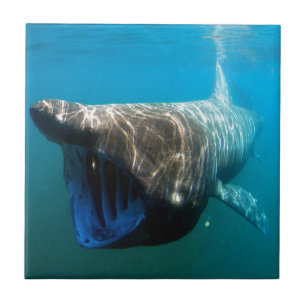 Shark Fish Ocean Tropical Ocean Destiny Gifts Tile