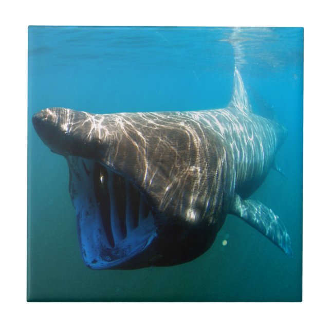 Shark Fish Ocean Tropical Ocean Destiny Gifts Tile (Front)