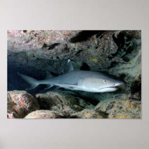 Shark Fish Swim Home Personalise Destiny Destiny'S Poster