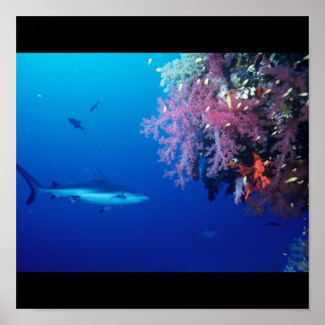 Shark Fish Water Splash Swim Grey Grey Guy Gal Poster (Front)