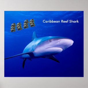 Shark image for poster