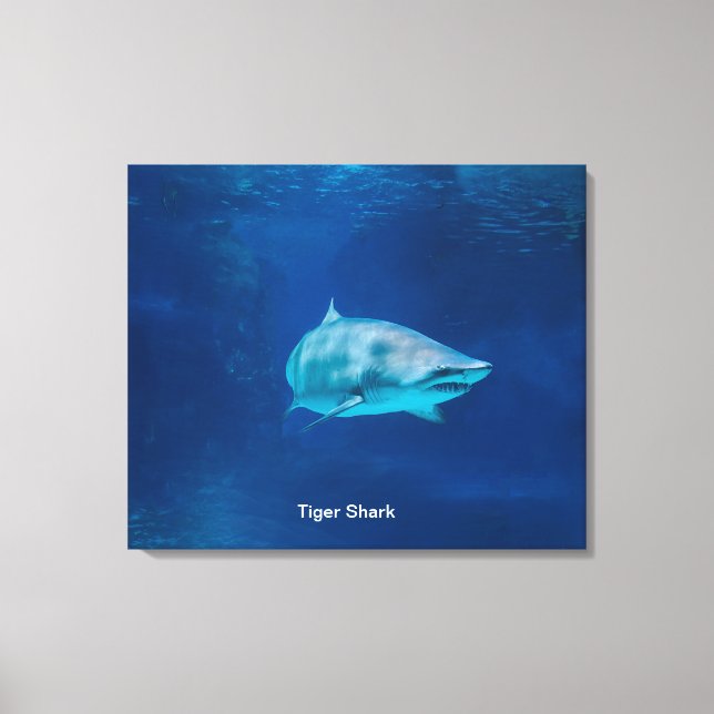 Shark image for Stretched Canvas Print (Front)