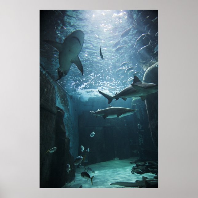 Shark in an aquarium poster (Front)