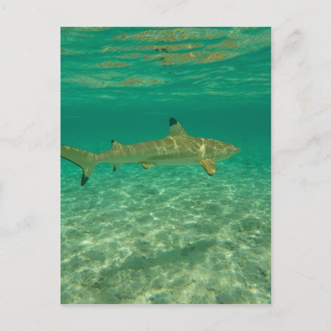 Shark in bora bora postcard (Front)