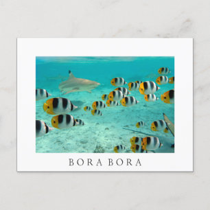 Shark in Bora Bora white text postcard