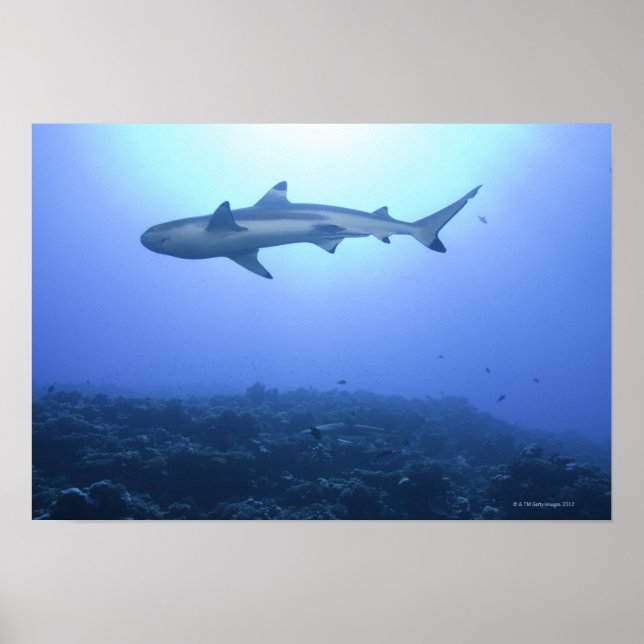 Shark in ocean, low angle view poster (Front)