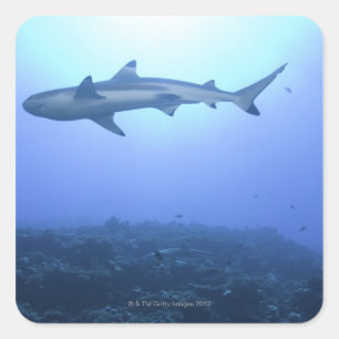 Shark in ocean, low angle view square sticker