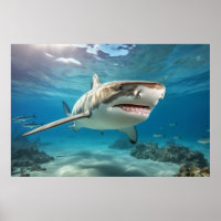 Shark Marine Animal Blue Ocean Deep Sea