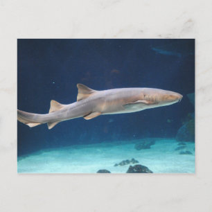 Shark Postcard