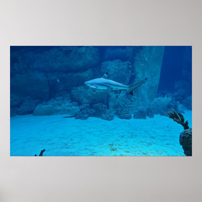 Shark Poster (Front)