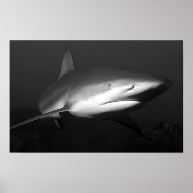 shark poster (Front)