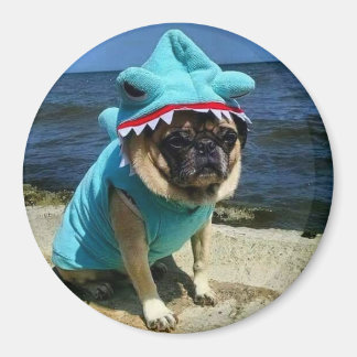 Shark Pug Magnet