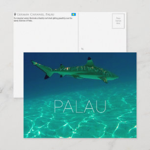 Shark Reef, Palau Travel Postcard
