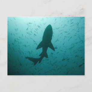 Shark Silhouette Postcard