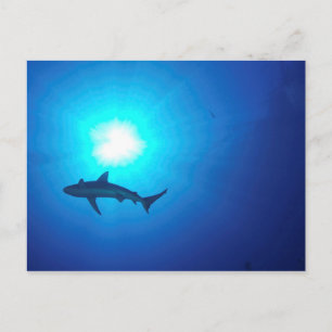 Shark Silhouette Postcard
