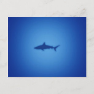 Shark silhouette postcard