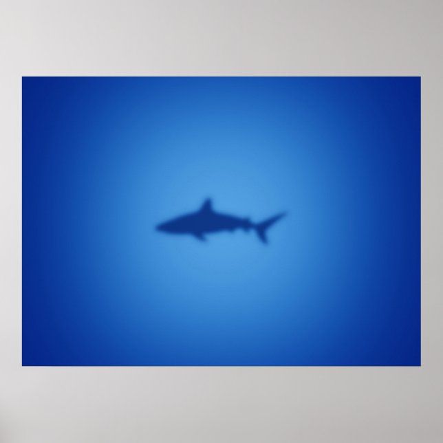 Shark silhouette poster (Front)