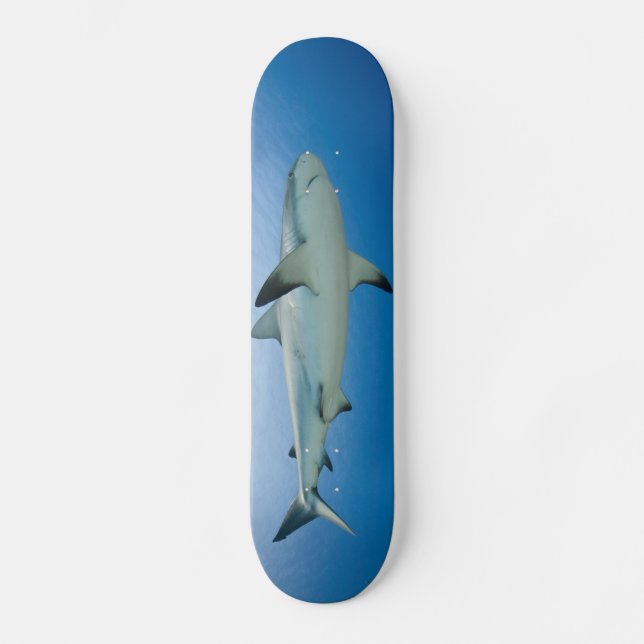 Shark Skateboard (Front)