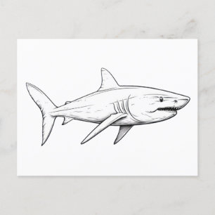 Shark sketch  postcard